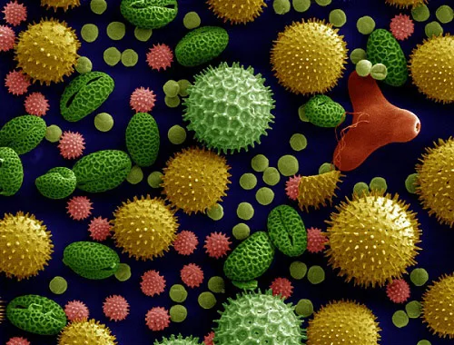 pollen. med alert button